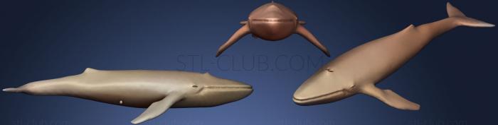 3D model Blue Whale (STL)